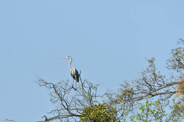 istock heron sitting on a branch high in a tree 1149284088