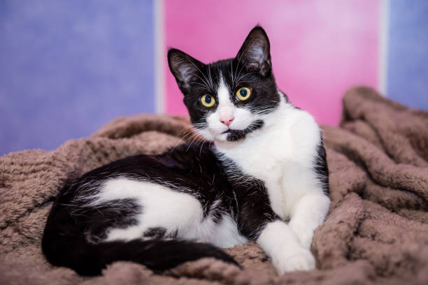 Black and white tuxedo cat on top of the bed. A cute black and white tuxedo cat enjoying the warmth of a fluffy blanket on top of the bed. This image was taken early morning during summer. tuxedo cat stock pictures, royalty-free photos & images