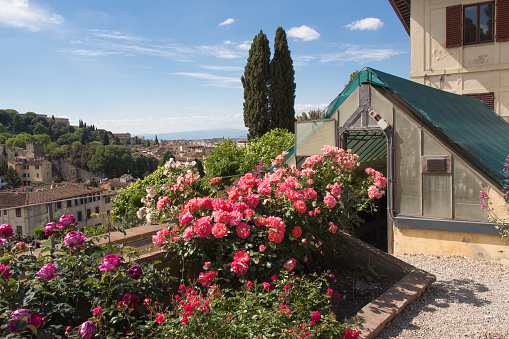 The view of pink roses in Rose Garden in a sunny day. Tuscany landscape, Florence, Tuscany, Italy.