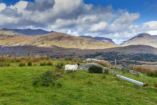 istock Landscape with sheep, Ireland 1149285318