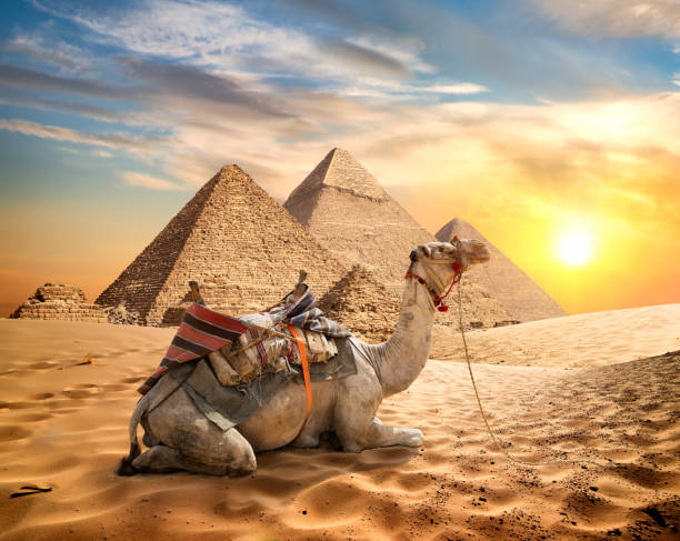 wielbłąd i pustynia - unesco world heritage site cloud day sunlight zdjęcia i obrazy z banku zdjęć