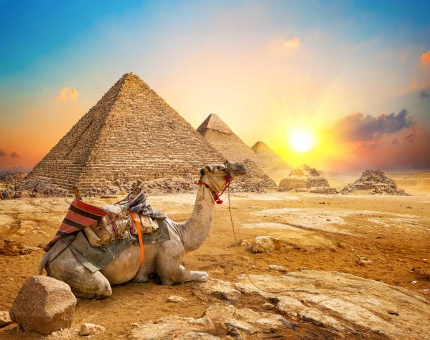Camel and pyramids Camel in sandy desert near pyramids at sunset saddle photos stock pictures, royalty-free photos & images