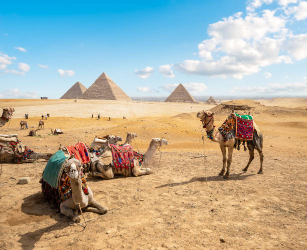 istock Camels in sandy desert 1149286776