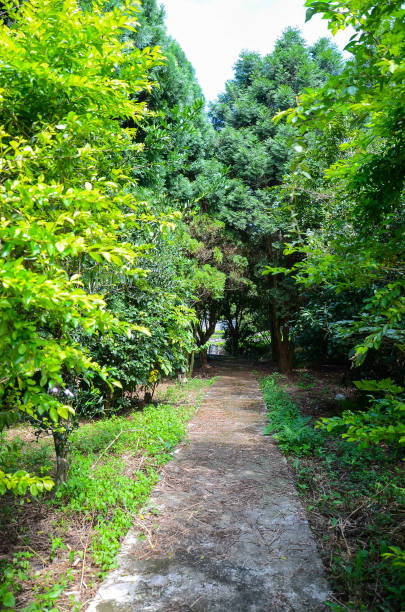 istock No one is there in grove trail. 1149287002