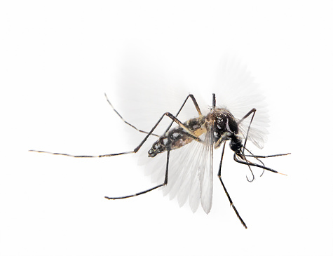 Flying Mosquito On A White Background