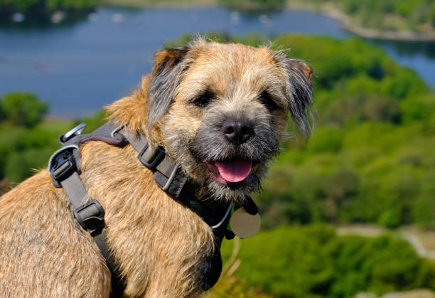 Mountain feist squirrel authentic dog mountain terrier