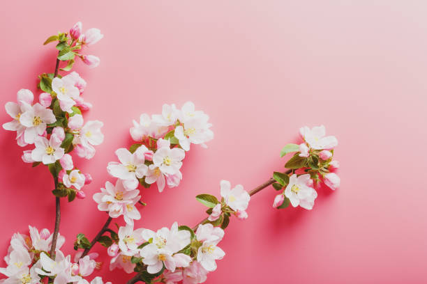 istock Sakura, spring flowers on a pink background with space for greeting. Low contrast 1149289842