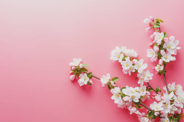 istock Sakura, spring flowers on a pink background with space for greeting. Low contrast 1149289868