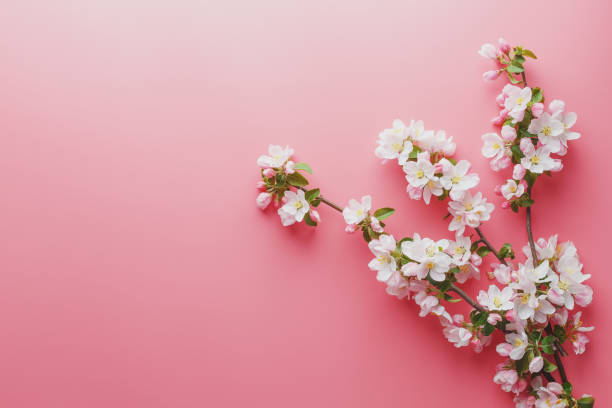 istock Sakura, spring flowers on a pink background with space for greeting. Low contrast 1149289887