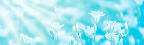 istock Wild white flowers on turquoise background in sun rays, banner. Selective focus 1149290003
