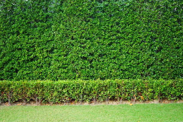 istock Leaves wall in natural with green fence 1149290041