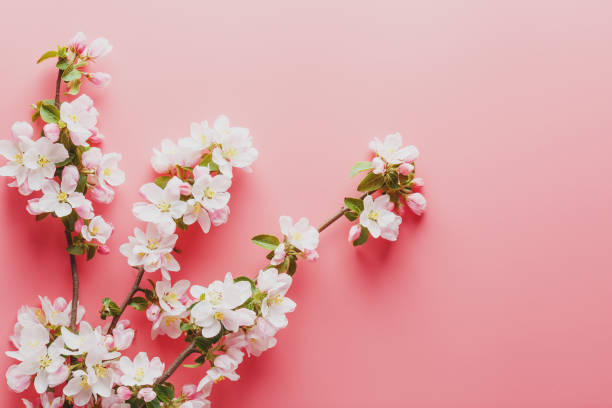 istock Sakura, spring flowers on a pink background with space for greeting. Low contrast 1149290107