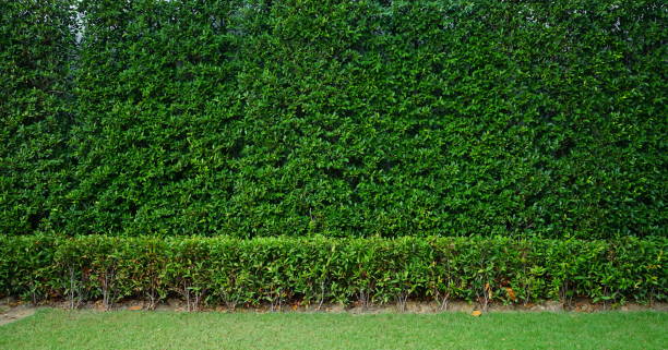 istock Green hedge in garden 1149290154