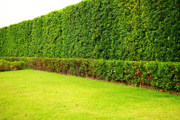 istock Leaves wall in natural with green fence 1149290405