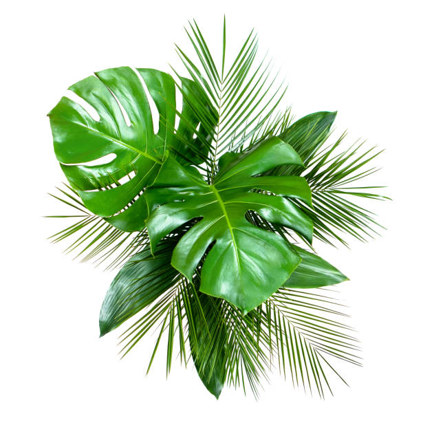 istock Bouquet of various tropical leaves on white background 1149290585