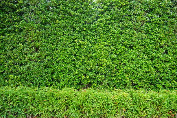 istock Garden Background comprised of small green leaves 1149292166