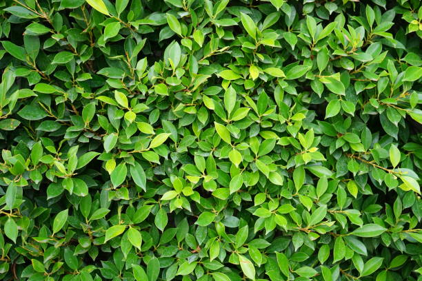 istock Creative garden made with green leaves 1149292368