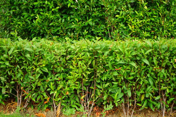 istock Garden Background comprised of small green leaves 1149293130