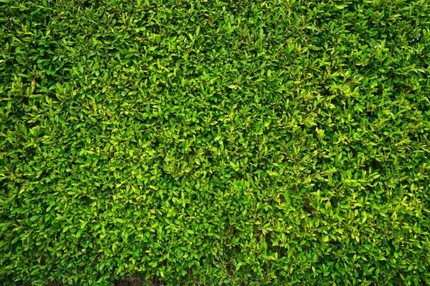 folha verde fresca de tailândia - boxwood - fotografias e filmes do acervo