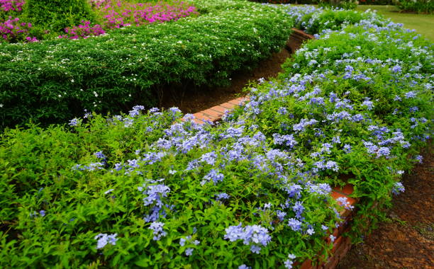 Thailand, Beauty, Biology, Blossom, Blue, garden