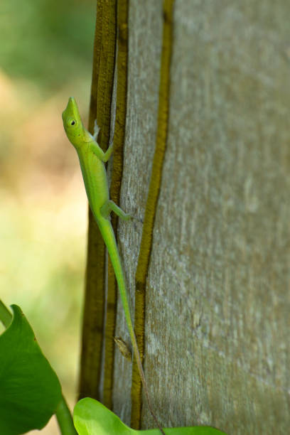 istock Green Anole Lizard on a Tree Trunk Dominican Republic 1149296133