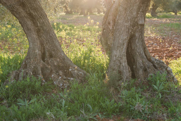 istock Detail of old olive tree trunks 1149296475