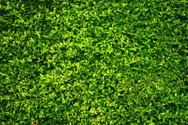 istock Nice Fresh green bush leaves closeup texture 1149296667