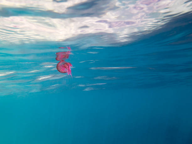 istock jellyfish floating at sea near the surface 1149296681