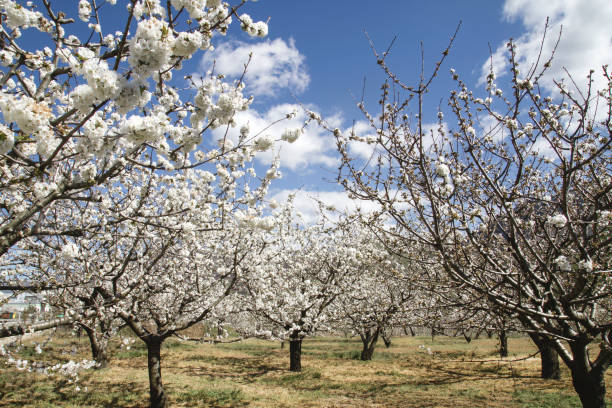 istock Springtime cherry trees blossom white flowers in Valle del Jerte, Spain 1149297948
