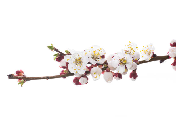 istock Branch with apricot flowers on a white background 1149298264