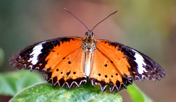 istock Beautiful butterfly on leaf with wings spread 1149298318