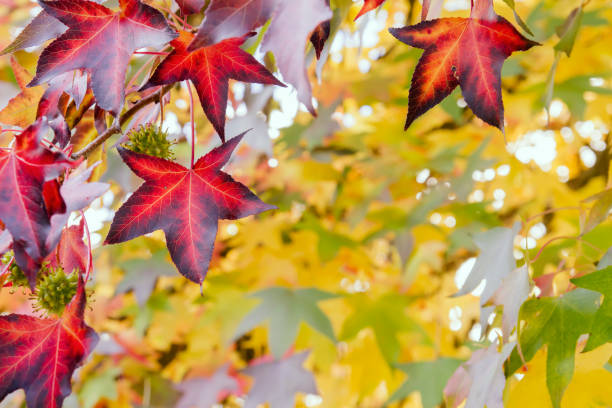 다채로운 단풍 단풍 - maple keys branch sky maple tree 뉴스 사진 이미지