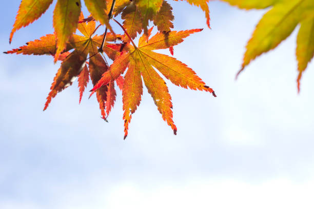 istock Colorful autumnal japanese maple leaves 1149298419