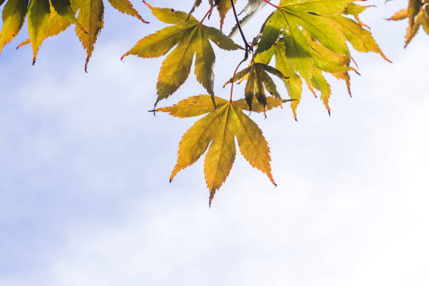 żółte liście acera - acer japonica zdjęcia i obrazy z banku zdjęć