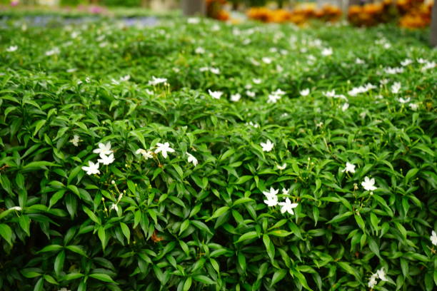 istock Gerdenia Crape Jasmine with green leaves wall 1149299348