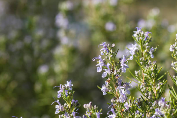istock Rosemary flowers in spring 1149299723