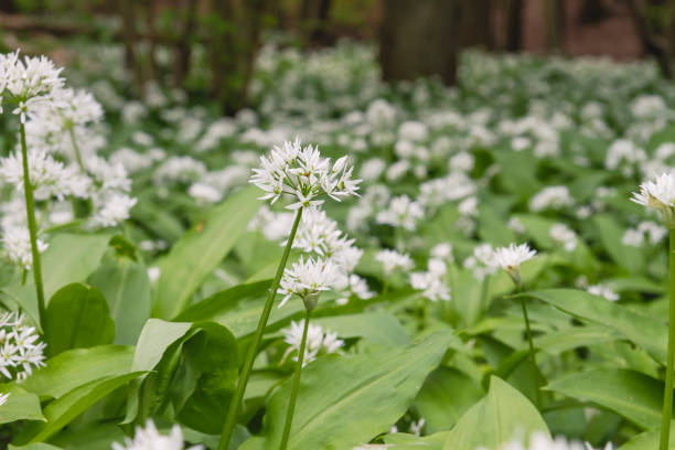 istock Wild bear's garlic flowering in the springtime forest 1149302148