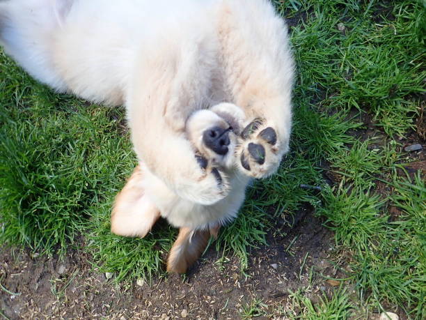 filhote de cachorro que é bonito super - hands covering eyes - fotografias e filmes do acervo