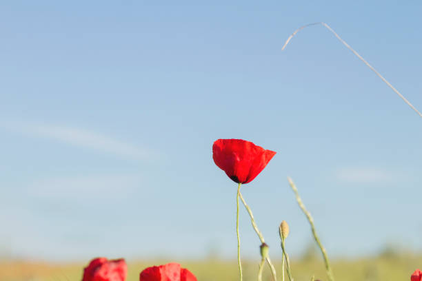 istock Wild red poppy flower close up 1149303047