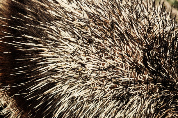 istock Porcupine Quills 1149306601