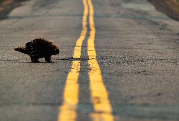 A porcupine crosses a rural road.