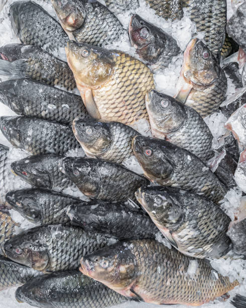 istock Fresh carp fish on ice for sale, close-up 1149306704