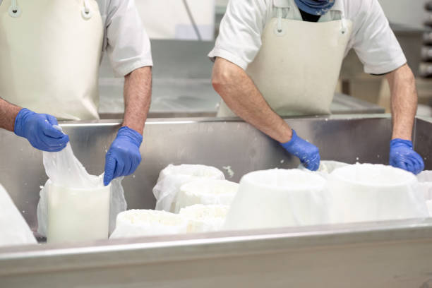 istock Cheese production industry. workers close up preparing cheese raw dough into molds. 1149308511