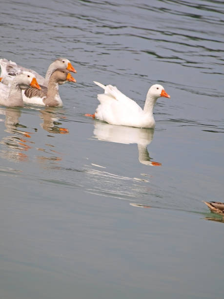 istock A flock of geese in the river 1149308536