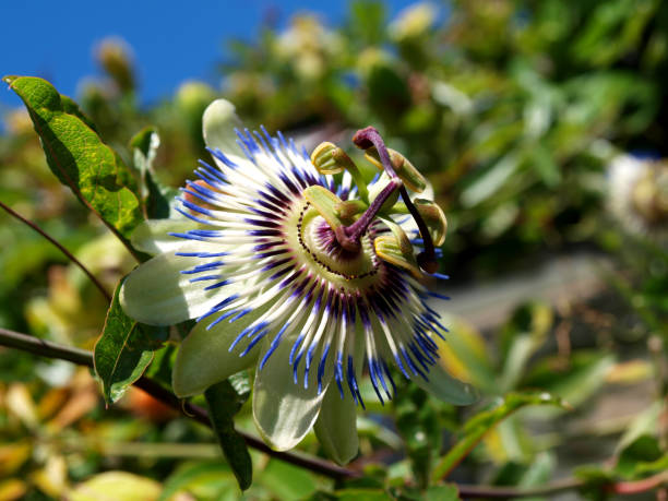 istock Passiflora known also as the passion flowers, passion vines or blue crown. 1149308589