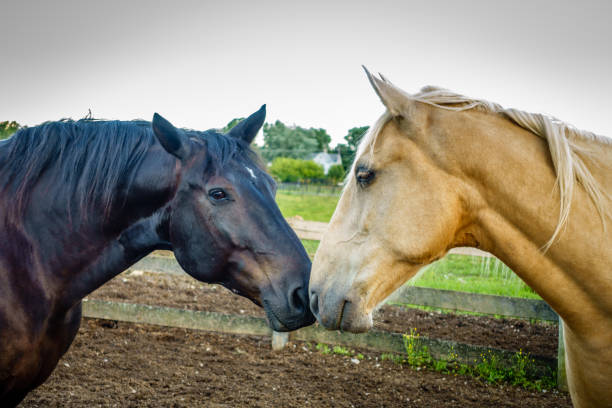 istock Two horses rubbing noses on a farm in Kentucky 1149309754