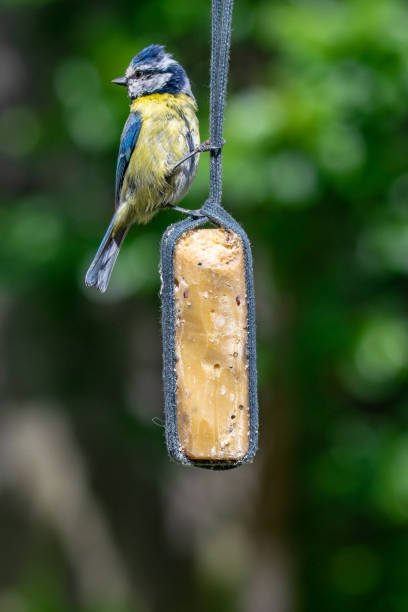 istock Bluetit (Cyanistes caeruleus) bird taking suet from garden feeder 1149310999