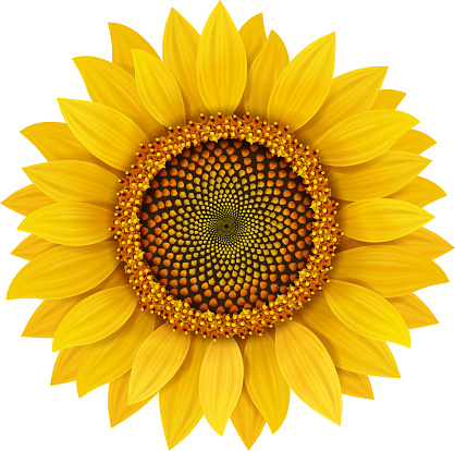 Sunflower realistic isolated vector illustration.