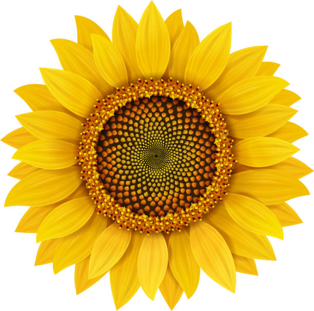 Sunflower realistic isolated vector illustration. Sunflower realistic isolated vector illustration. close up illustrations stock illustrations