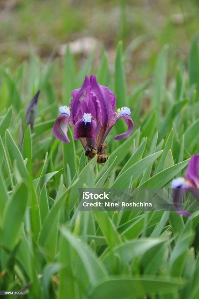 Cierre De Iris Salvaje Pequeño Púrpura Flores Silvestres En Flor De Primavera Llamadas Fleurdelis Vista Lateral Violeta Iris Con Estambres Esponjosos Azul Claro Telón De Fondo De Jardinería Concepto De Fragilidad Foto Cierre De Iris Salvaje Pequeño Púrpura Flores Silvestres En Flor De Primavera Llamadas Fleurdelis Vista Lateral Violeta Iris Con Estambres Esponjosos Azul Claro Telón De Fondo De Jardinería Concepto De Fragilidad Foto